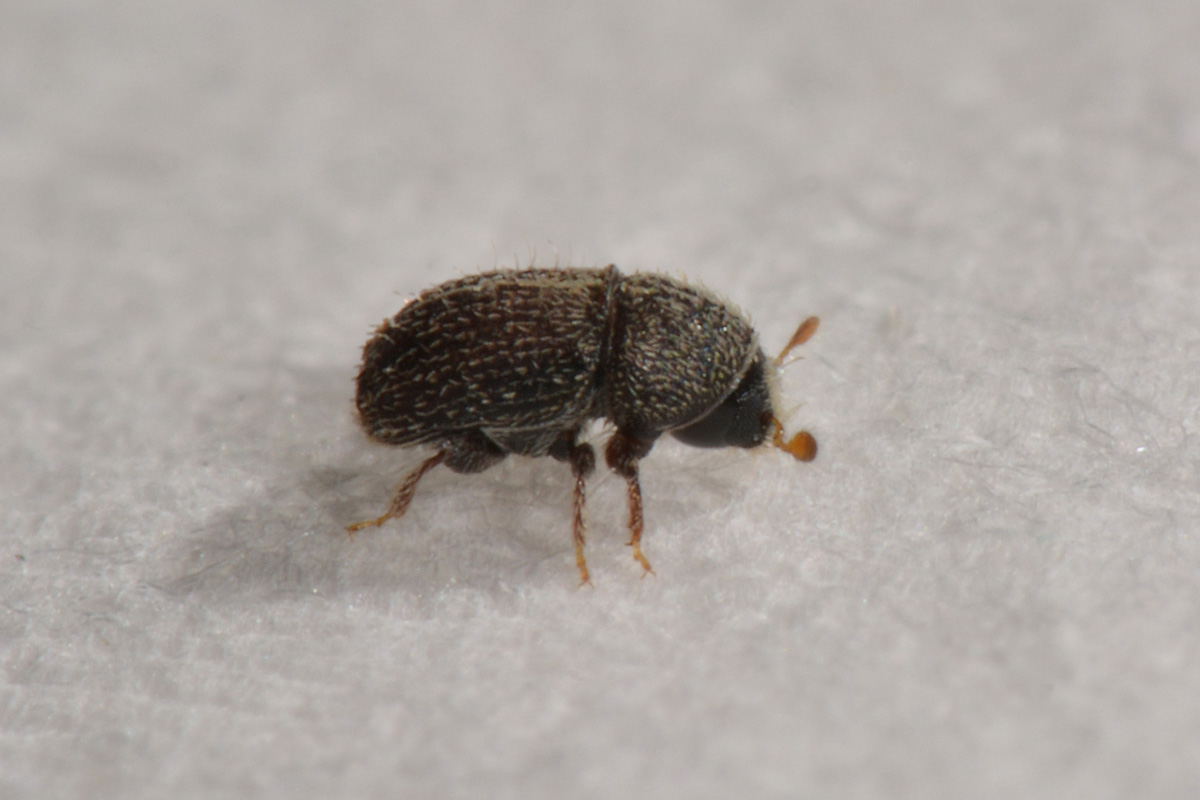 Curculionidae:  Hypoborus ficus?  S !